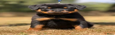 Rottweiler 3