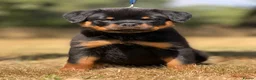 Rottweiler dogs for sale: ⭐️ Best Breeding in the UK 🇬🇧 ⭐️ - Advert 8