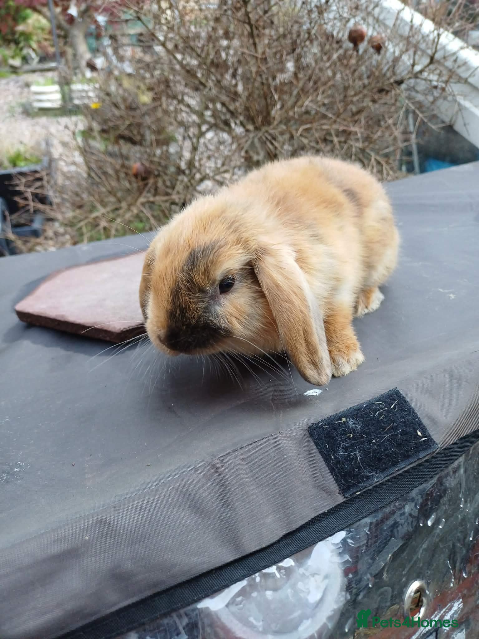 Mixed Breed rabbits 1 male mini lop - 8 weeks 3 days old - Advert 20