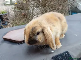 Mixed Breed rabbits 1 male mini lop - 8 weeks 3 days old - Advert 20