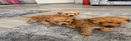 Toy Poodle dogs for sale: Stunning toy poodle puppies!! - Advert 5
