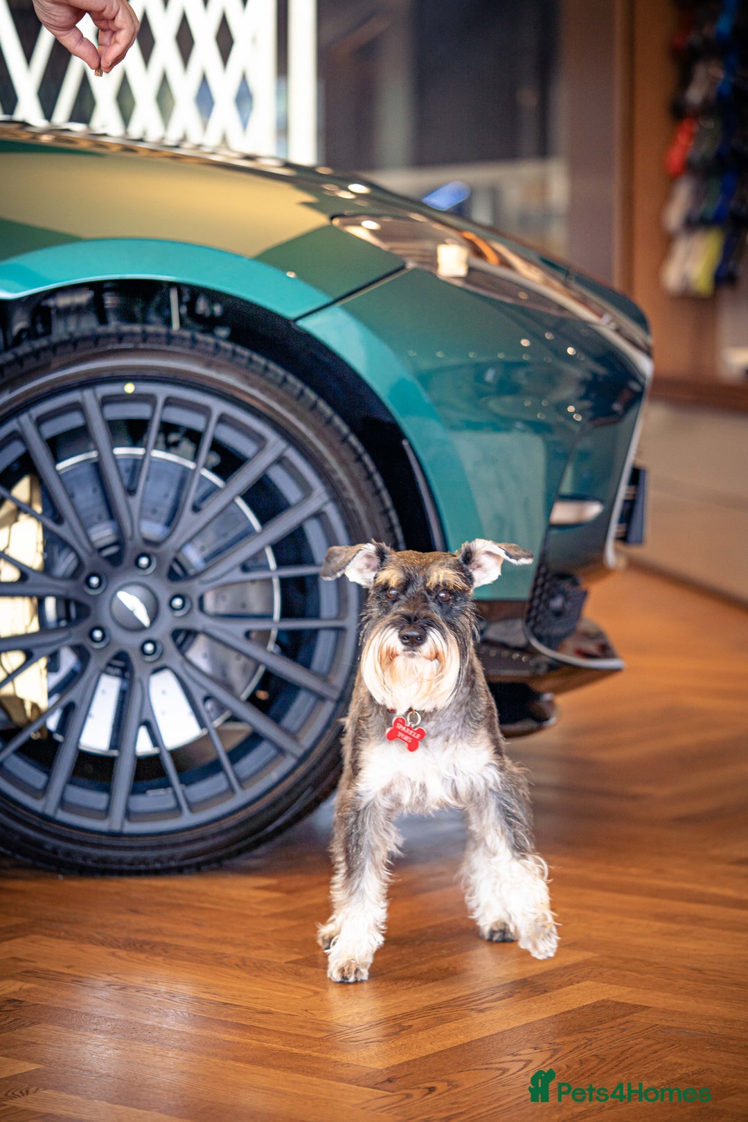 Miniature Schnauzer dogs for stud: Merlin the Magnificent  - Advert 9