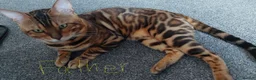Bengal cats for sale: Pure Bengal kitten brown  - Advert 7
