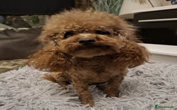 Toy Poodle dogs for sale: Asian toy poodle round eyes sable not jet black! - Image 6