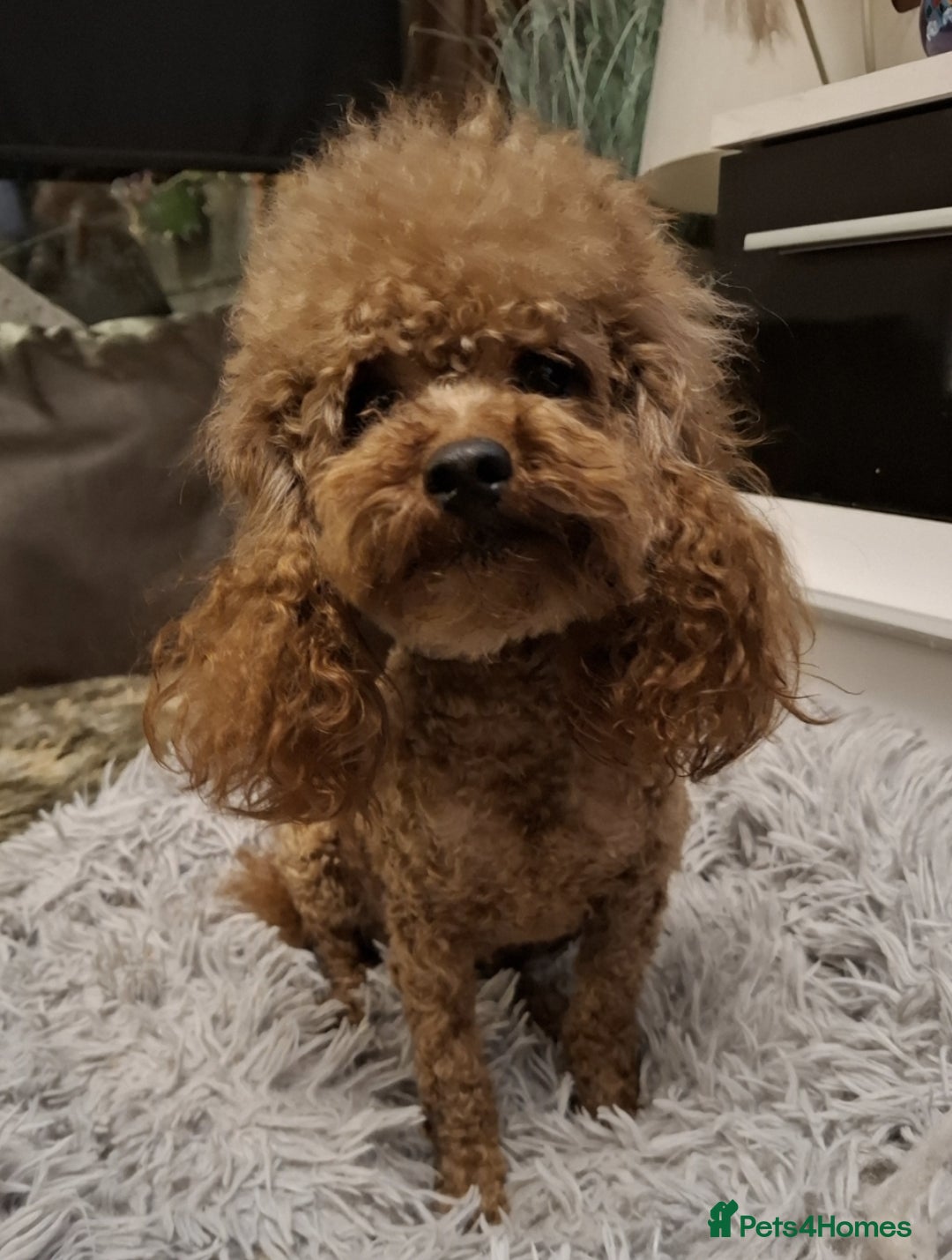 Toy Poodle dogs for sale: Asian toy poodle round eyes sable not jet black! - Image 6