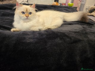 British Longhair cats Stunning Colour Point Girl - Advert 5