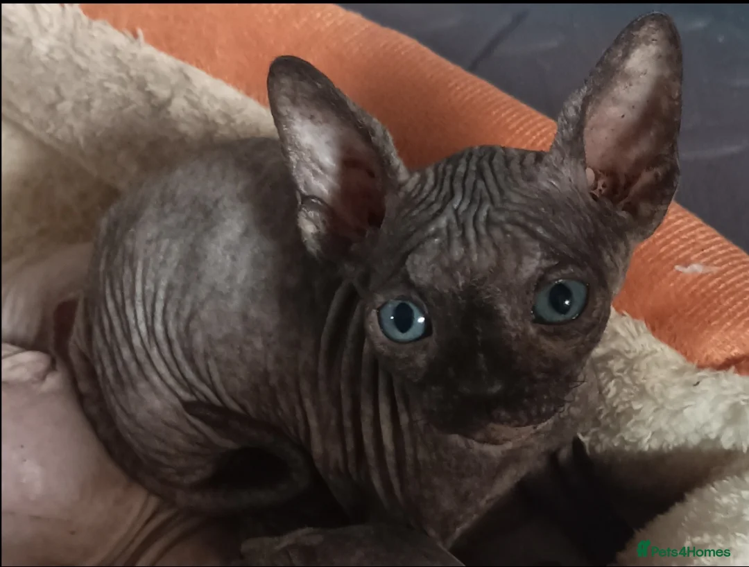 Sphynx cats for sale: STUNNING BLACK TORTIE SPHYNX FEMALE KITTEN - Advert 1