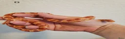Corn Snake reptiles for sale: Juvenile corn snakes - Advert 10