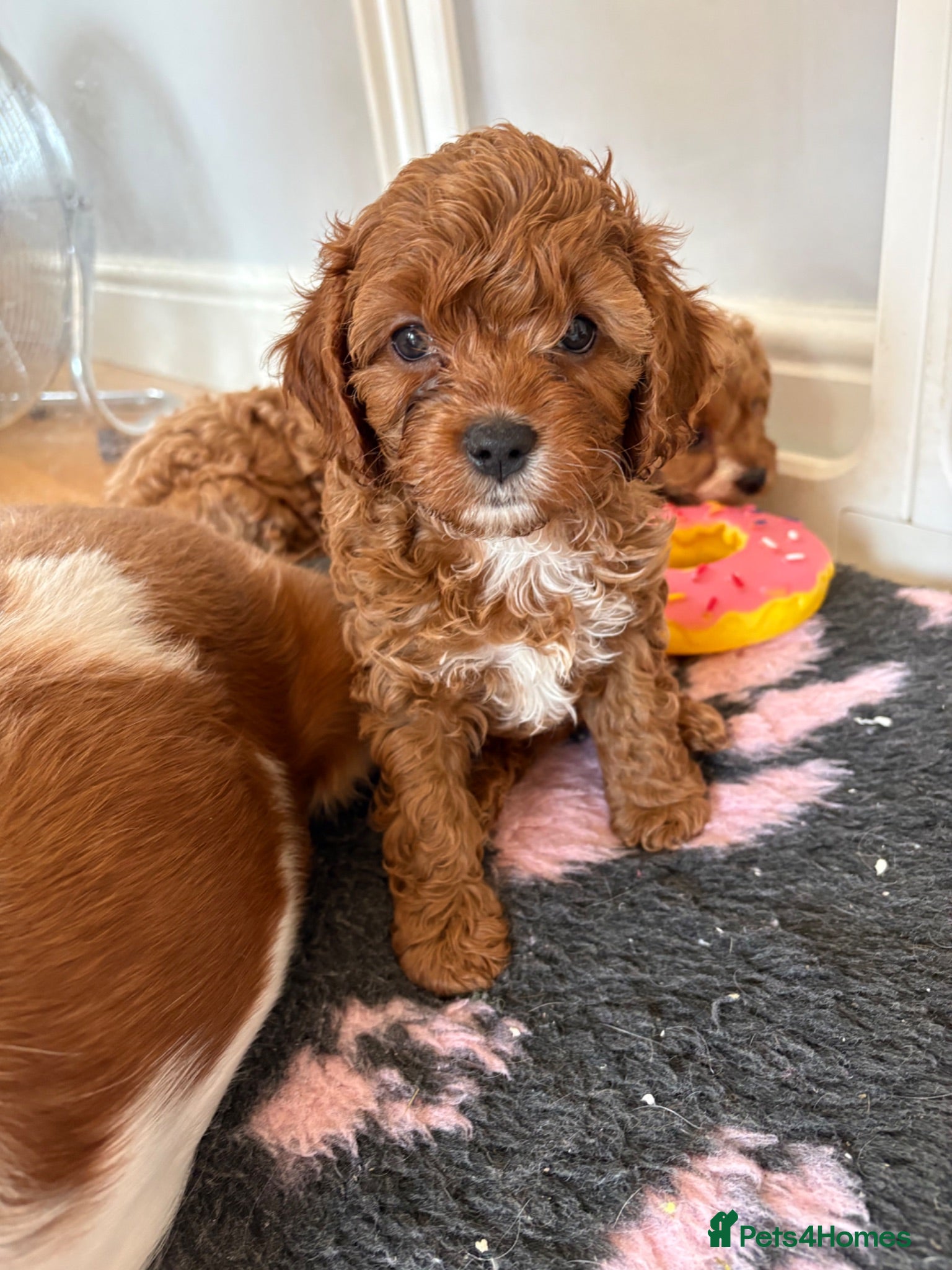 Cavapoo dogs LAST 2 GIRLS AVAILABLE Health Tested Cavapoos - Advert 5