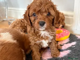 Cavapoo dogs LAST 2 GIRLS AVAILABLE Health Tested Cavapoos - Advert 5