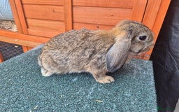 Mini Lop rabbits for sale: Still looking for forever homes  - Image 6