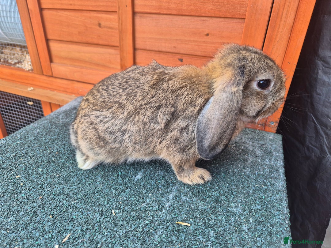 Mini Lop rabbits for sale: Still looking for forever homes  - Image 6