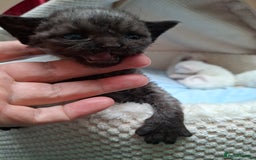 Devon Rex cats for sale: 🌸 Wonderful Devon Rex Kittens Raised with Love 🌸 - Image 12