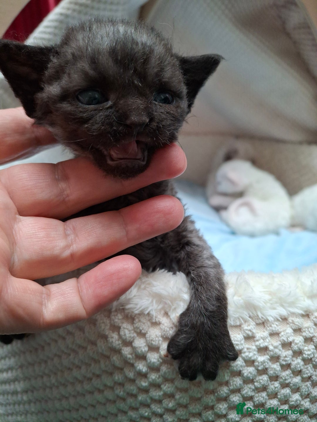 Devon Rex cats for sale: 🌸 Wonderful Devon Rex Kittens Raised with Love 🌸 - Image 12
