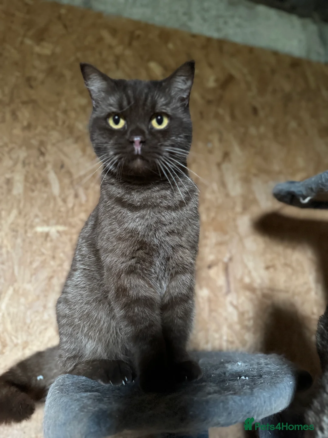 British Shorthair cats for sale: ❤️ Gentle Adult BSH Cats Searching for a Home ❤️ - Advert 8