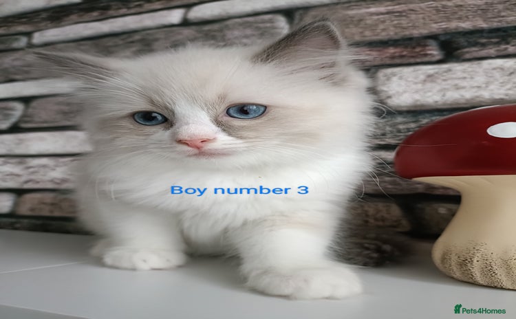 Ragdoll cats Pure lovely ragdoll 🐱 - Advert 6