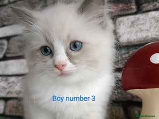 Ragdoll cats Pure lovely ragdoll 🐱 - Advert 1