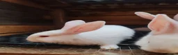 Continental Giant rabbits for sale: Continental giant babies  - Advert 4