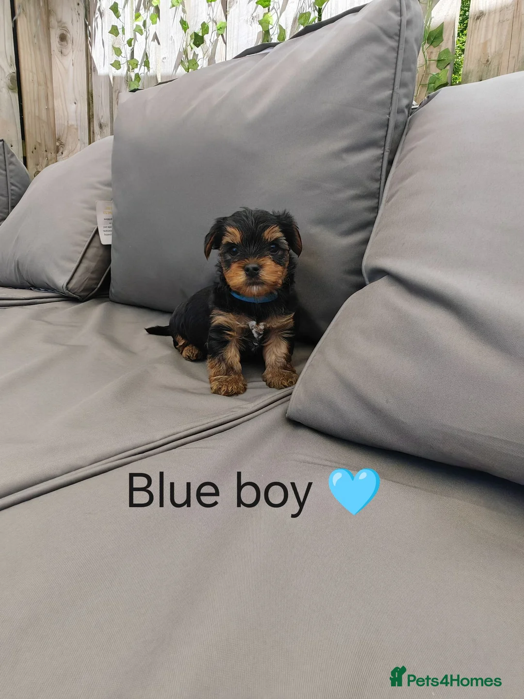 Yorkshire Terrier dogs for sale: Beautiful Yorkshire Terrier Puppies  in Downpatrick - Advert 2