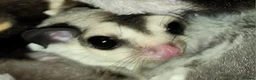 Sugar Glider rodents for sale: Lonely male sugar glider joey looking for a friend - Advert 12