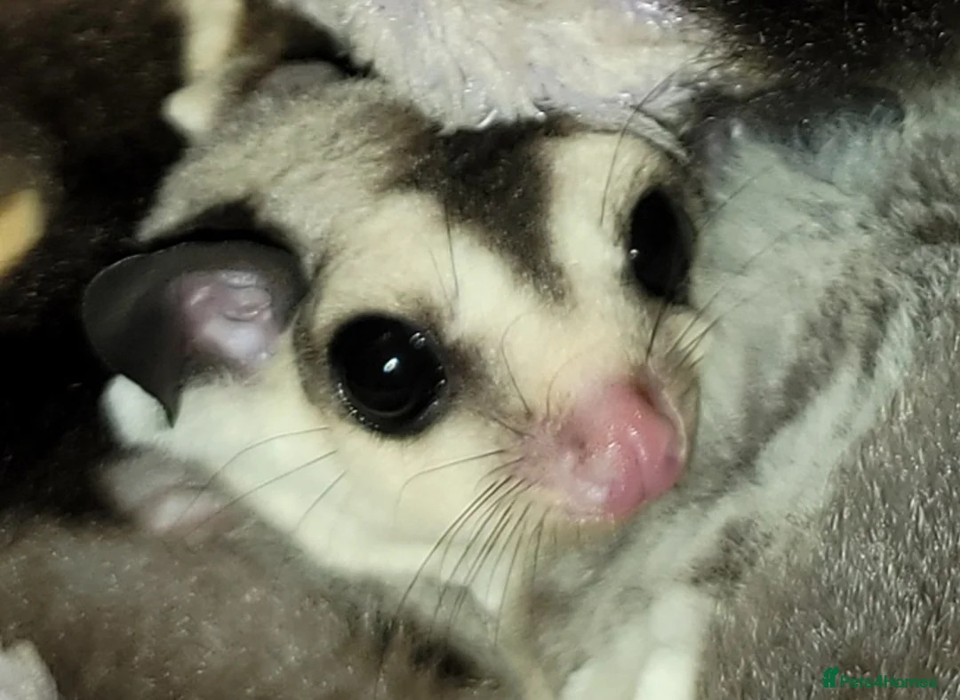 Sugar Glider rodents for sale: Lonely male sugar glider joey looking for a friend - Advert 12