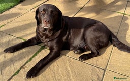 Labrador Retriever dogs for sale: Show Labrador puppies, parents fully health tested - Image 4