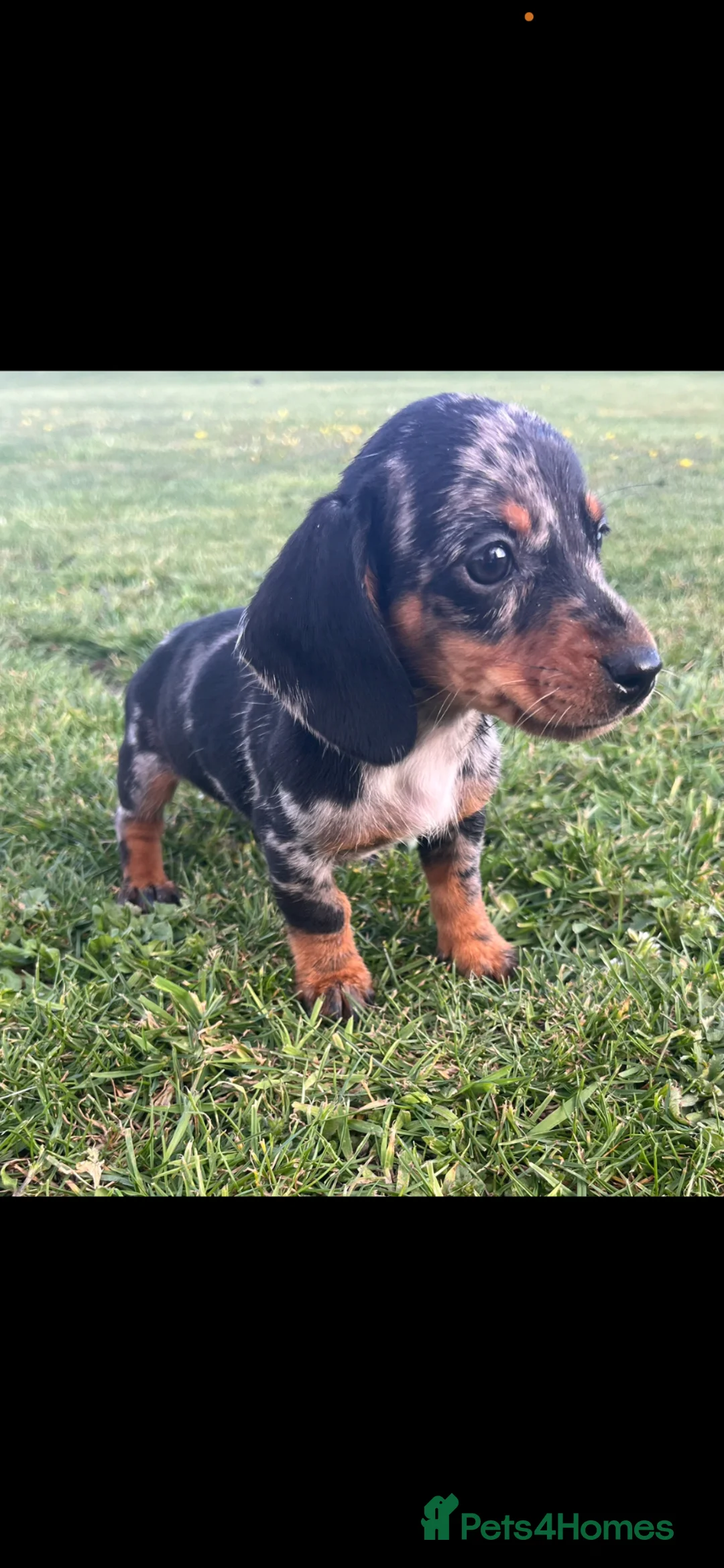 Dachshund dogs for sale: Dachshund Puppy’s ❤️ - Advert 2