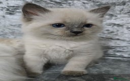 Ragdoll cats for sale: STUNNING RAGDOLL MALE KITTENS - Image 13