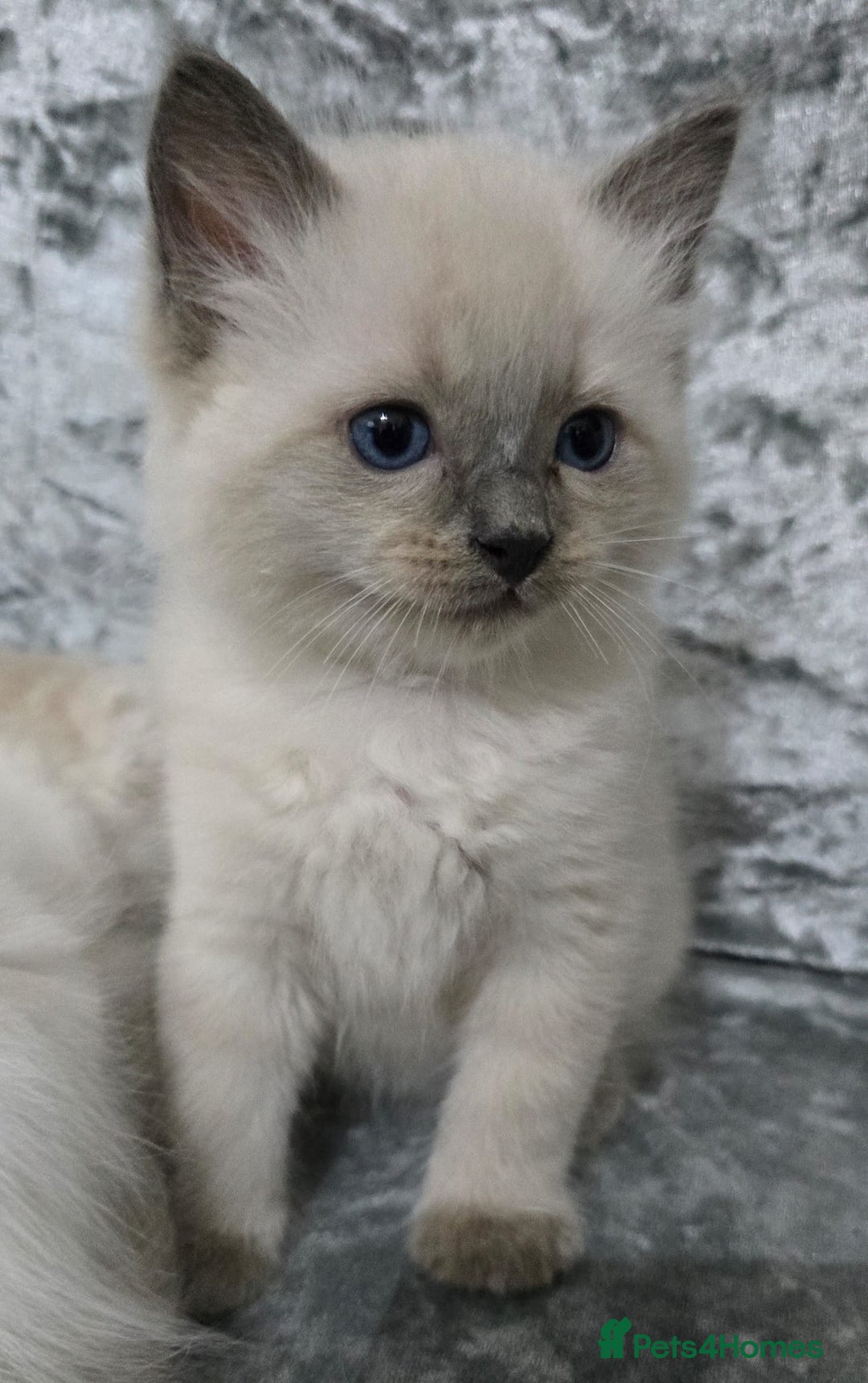 Ragdoll cats for sale: STUNNING RAGDOLL MALE KITTENS - Image 13