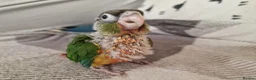 Conures birds for sale: Beautiful fully hand reared conures  - Advert 4