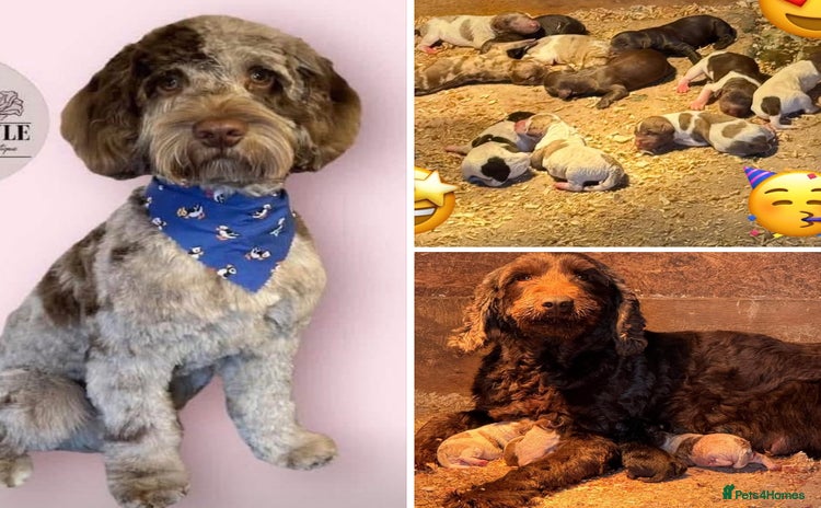 Cockapoo dogs - Advert 15