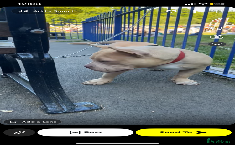 American Bully dogs 1 Pocket bully boy for sale  - Advert 7