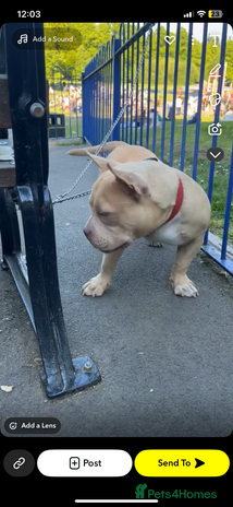 American Bully dogs 1 Pocket bully boy for sale - Advert 7