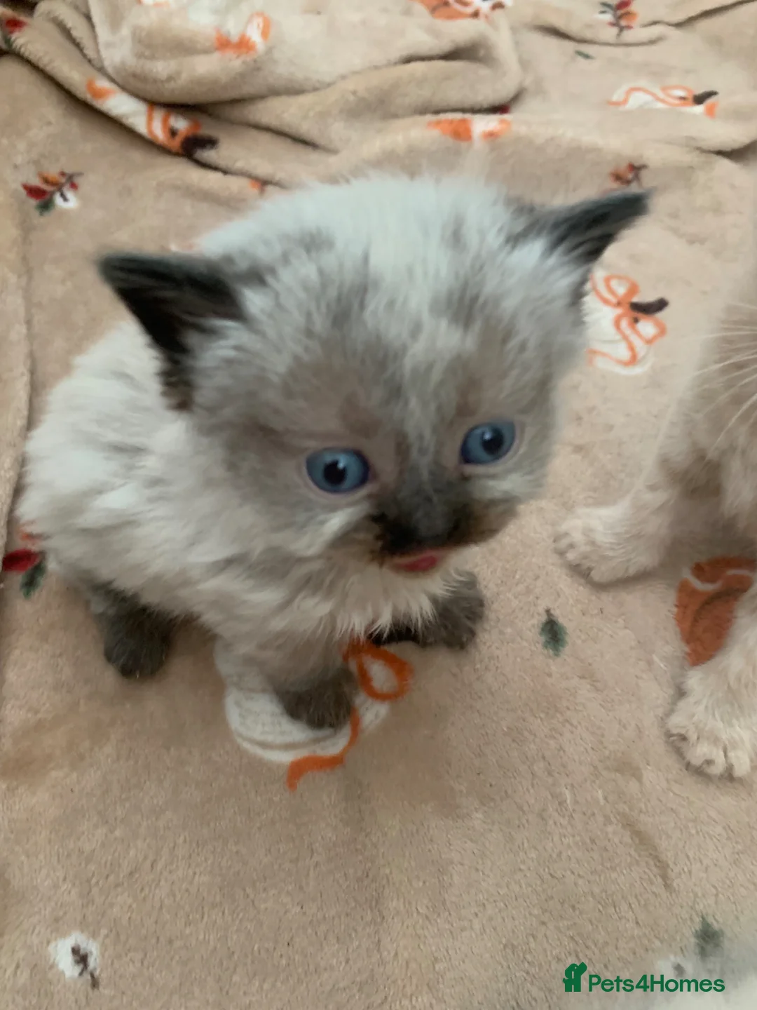 Exotic cats for sale: Beautiful exotic x ragdoll kittens  - Advert 7