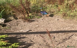 Pheasants poultry for sale: Himalayan monal pheasants  - Image 2
