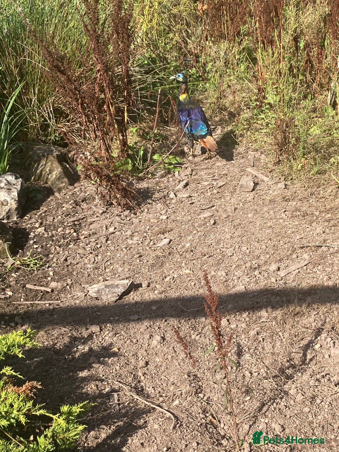 Pheasants poultry for sale: Himalayan monal pheasants  - Image 2