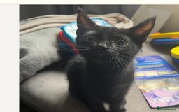 Mixed Breed cats for sale: Ready now beautiful boy chipped - Image 1