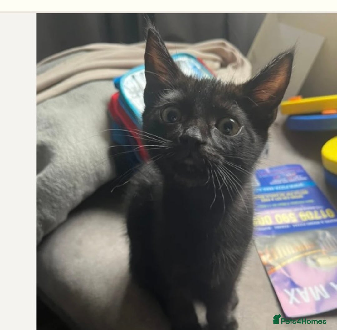Mixed Breed cats for sale: Ready now beautiful boy chipped - Image 1
