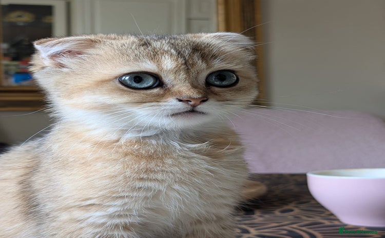 Scottish Fold cats - Advert 1
