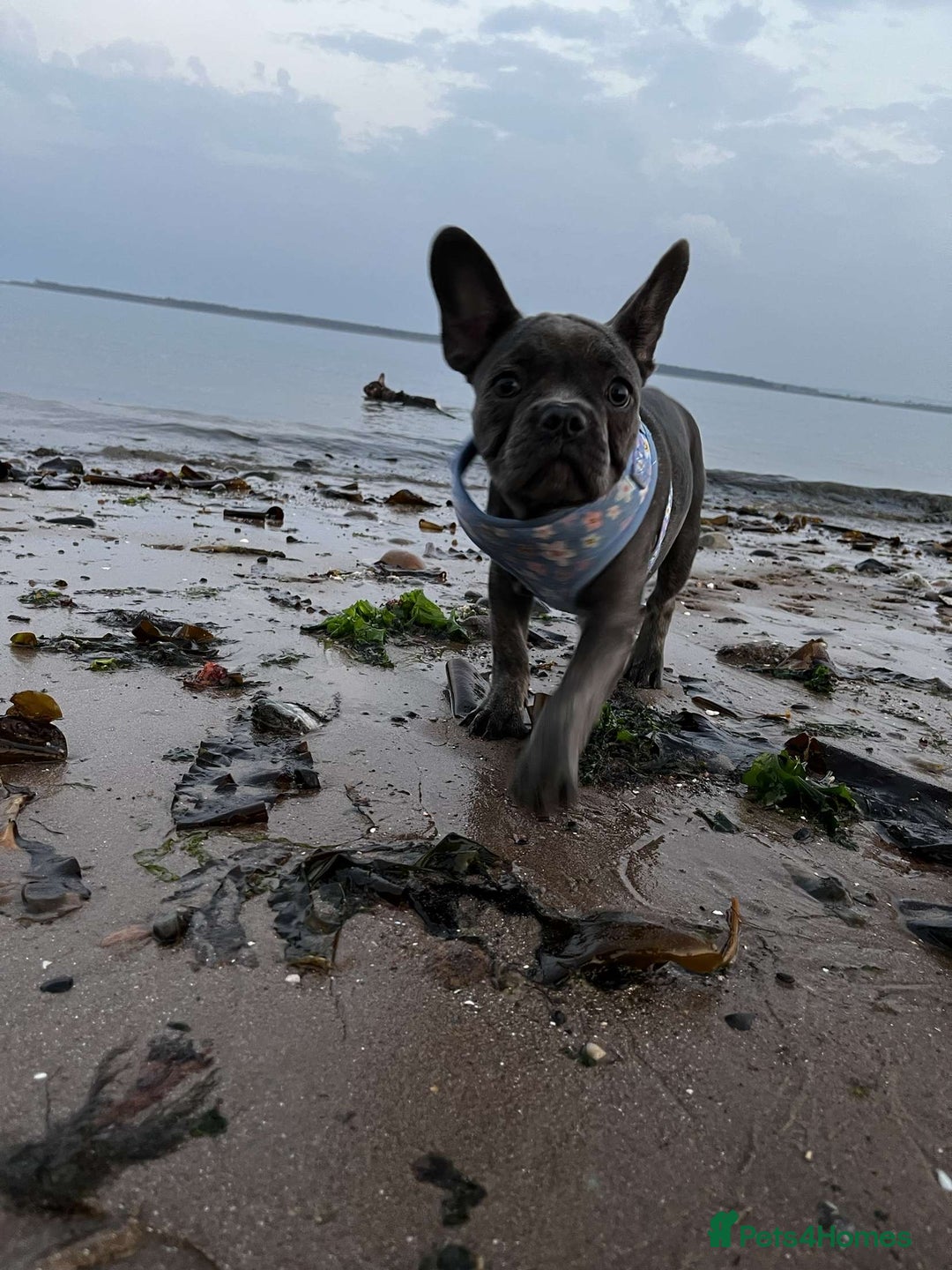 French Bulldog dogs for sale: Male and female french bull dogs  - Advert 13