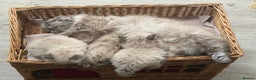 Persian cats for sale: Tabby point Persian  - Advert 2