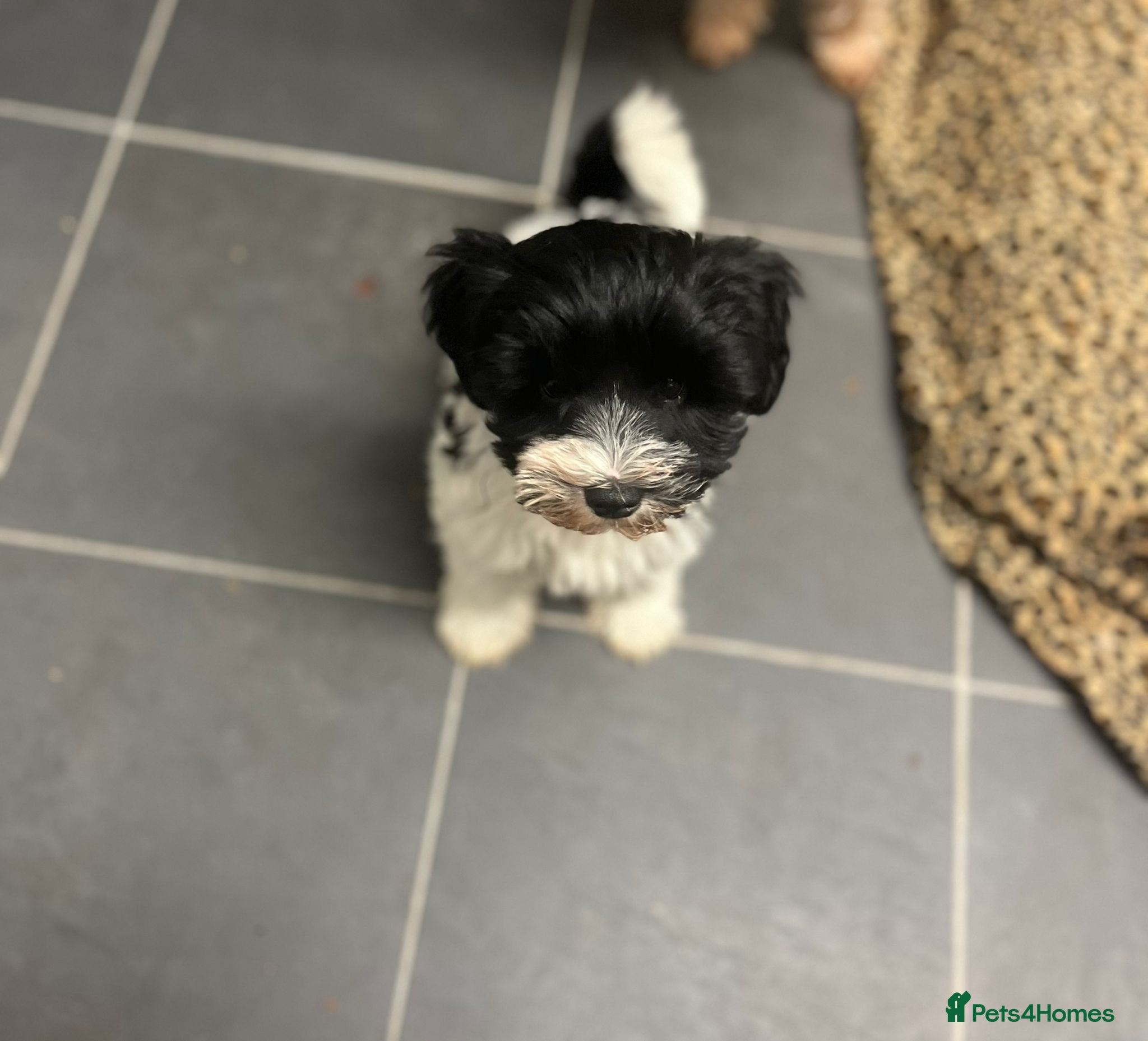 Miniature Schnauzer dogs  ❤️PARTI MINIATURE SCHNAUZER GIRL  - Advert 1