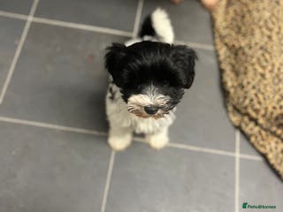 Miniature Schnauzer dogs ❤️PARTI MINIATURE SCHNAUZER GIRL - Advert 2