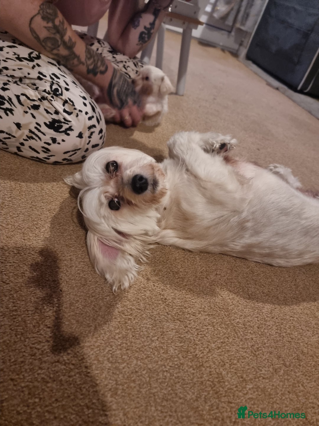 Chinese Crested dogs for sale: Chinease crested powder puff  - Image 17