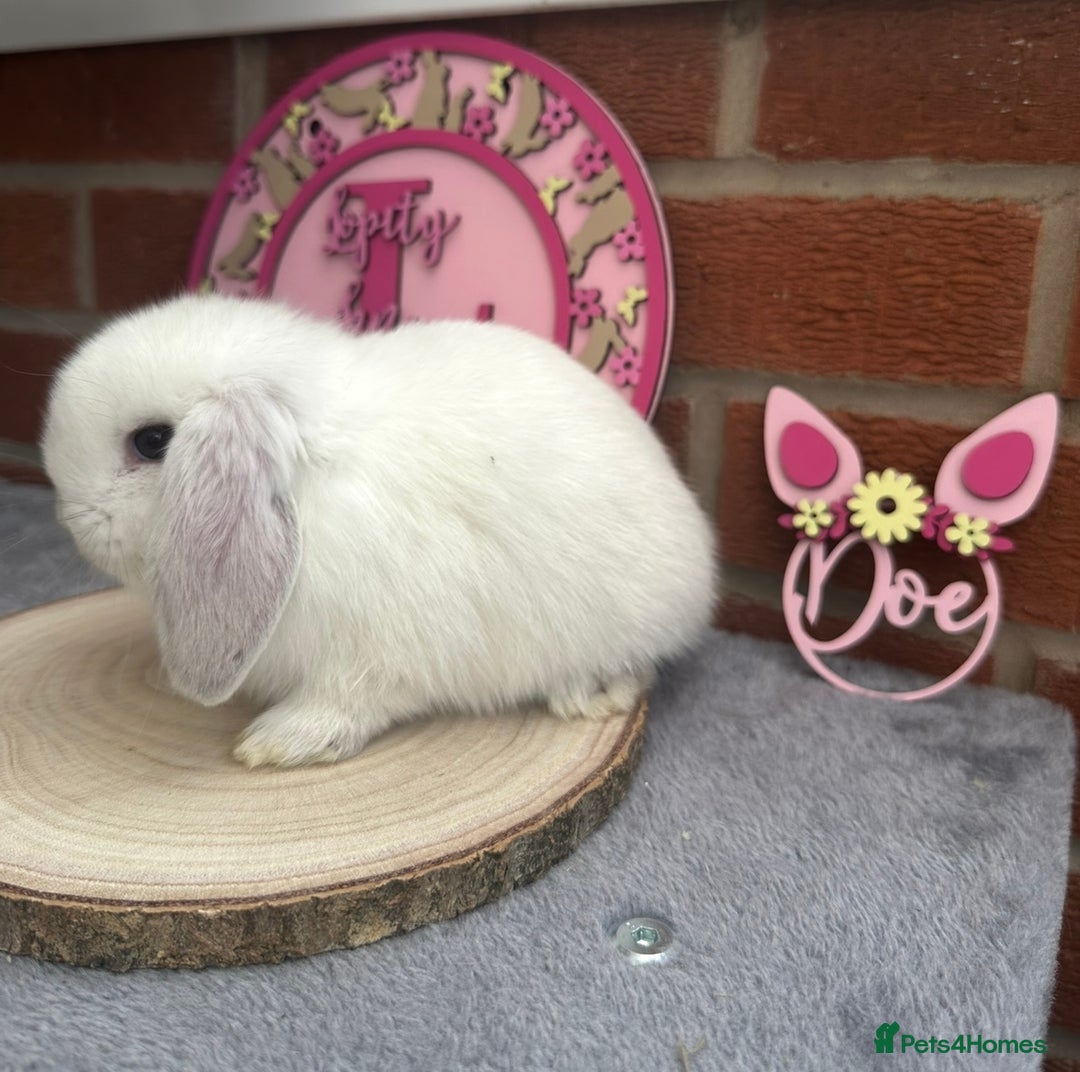 Mini Lop rabbits for sale: Pure Bred Minilops - Image 4