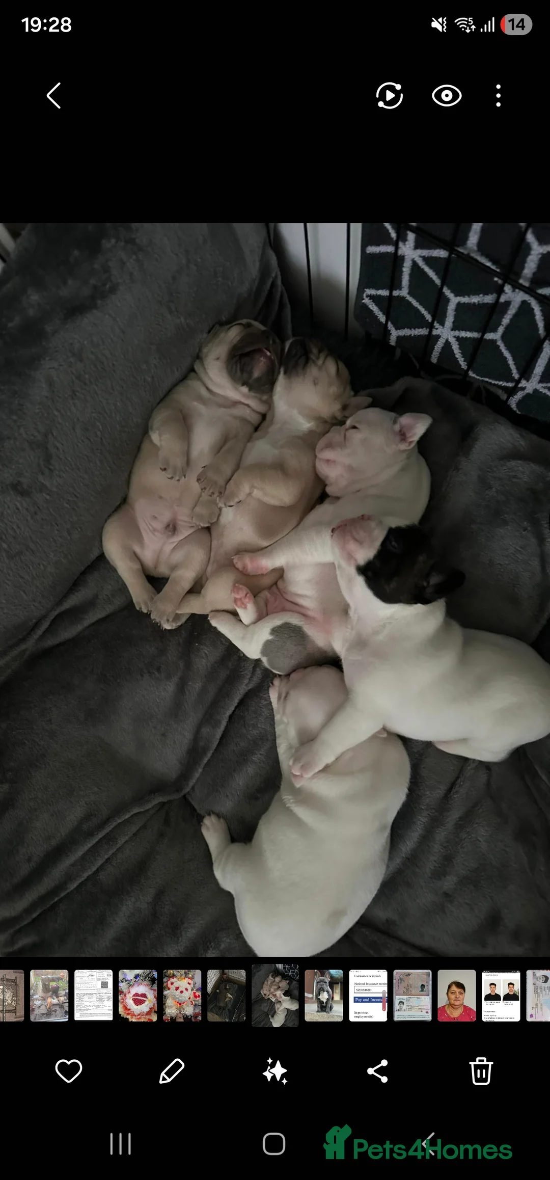 French Bulldog dogs for sale: French Bulldog for sale - Advert 4