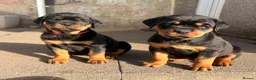 Rottweiler dogs for sale: 🩷LAST GIRL READY TO LEAVE🩷 - Advert 19