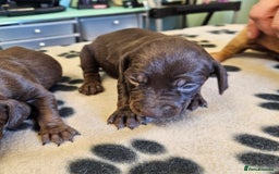 Hungarian Vizsla dogs for sale: Hungarian vizsla pups top quality pups  - Image 12