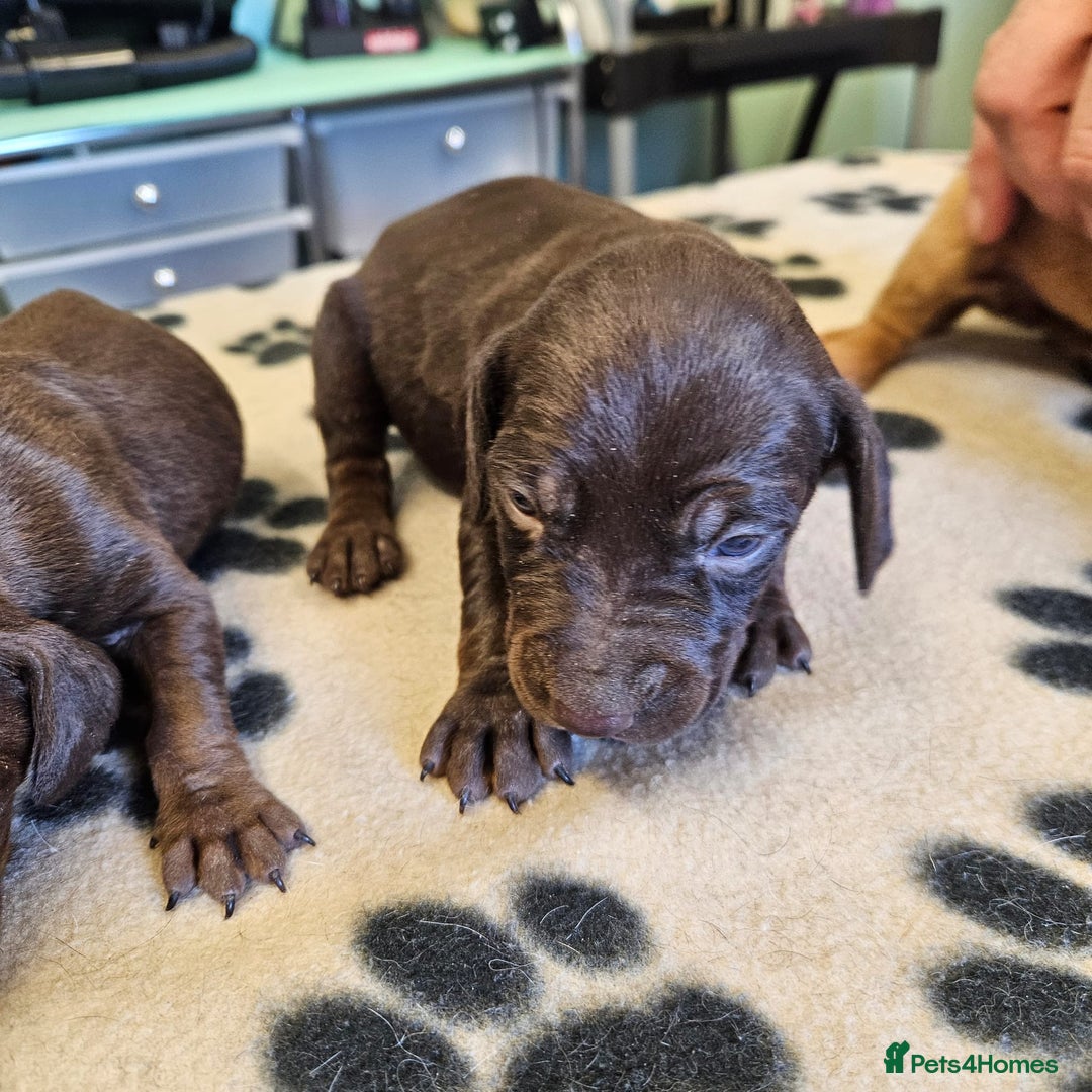 Hungarian Vizsla dogs for sale: Hungarian vizsla pups top quality pups  - Image 12
