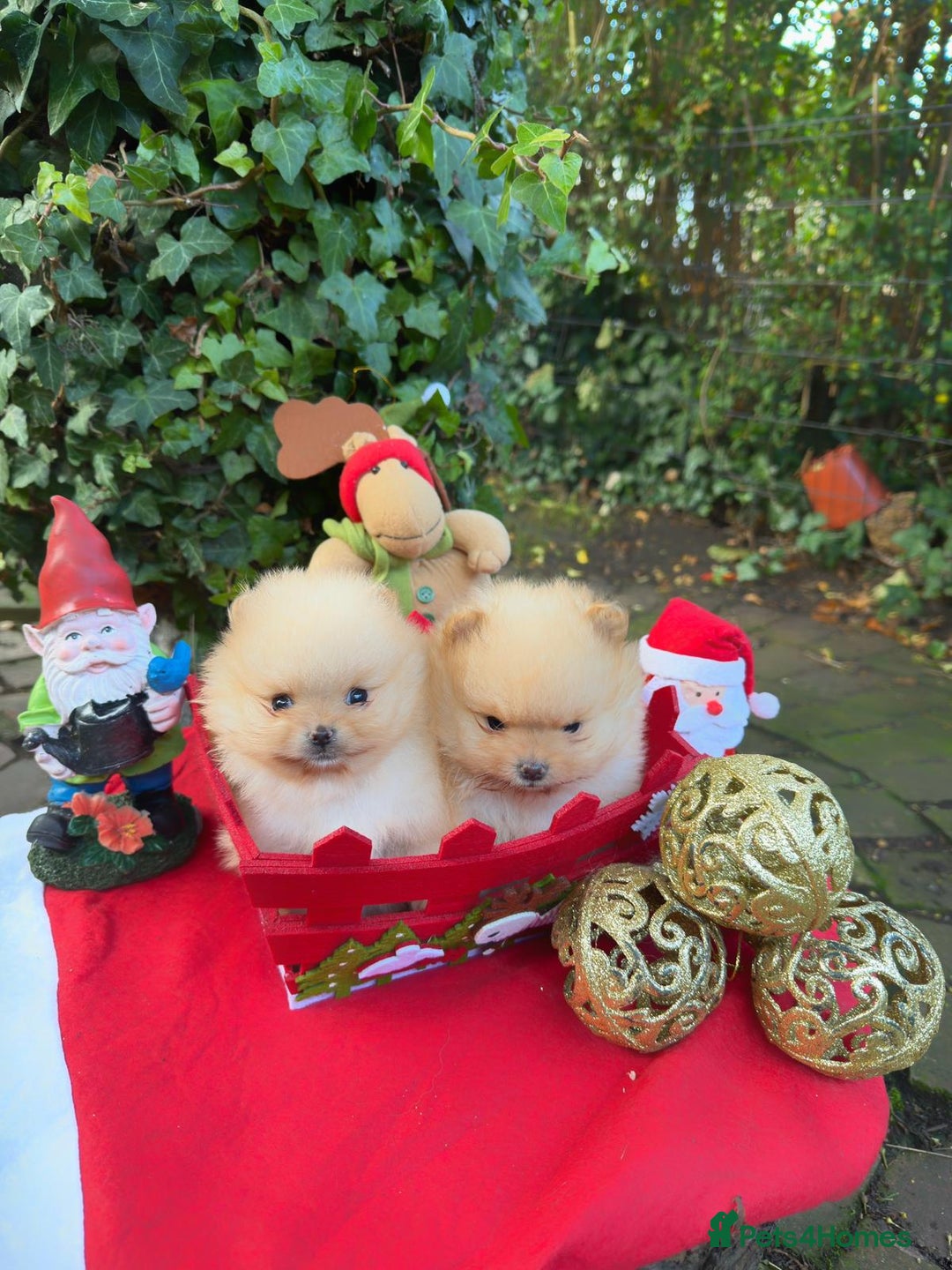 Pomeranian dogs for sale: Stunning Pomeranian Puppy Boys - Advert 6